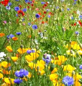 Мавританский газон - тип 1