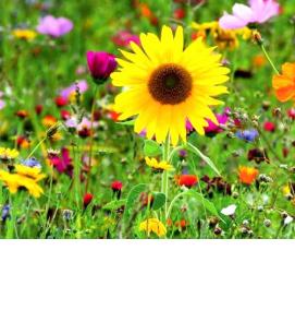 Мавританский газон - тип 4