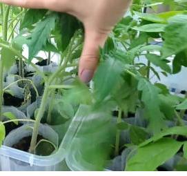 Мешки для рассады - модель 1