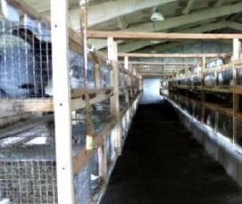 Металлоконструкция стеллаж с клетками для кроликов - вариант 2