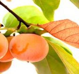 Многосортовые саженцы плодовых - вариант 1