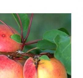 Многосортовые саженцы плодовых - вариант 4