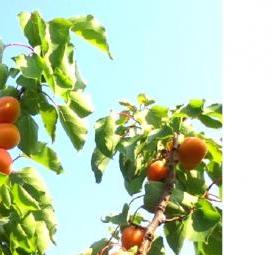 Многосортовые саженцы плодовых - вариант 3