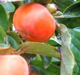 Многосортовые саженцы плодовых - вариант 2