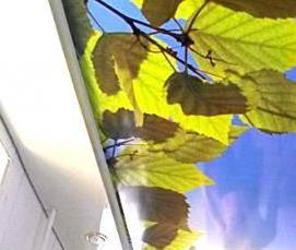 Натяжные потолки больших размеров - тип 1