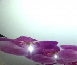 Натяжные потолки с рисунками орхидей - тип 3