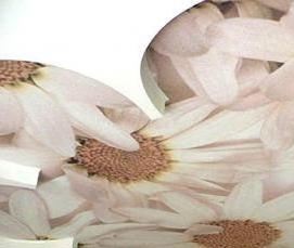 Натяжные потолки с рисунками орхидей - тип 2