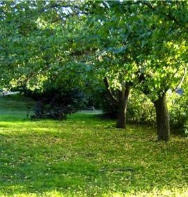 Неприхотливый газон - тип 2