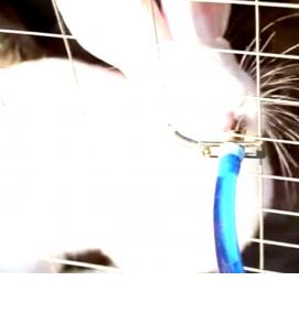 Ниппельная поилка для грызунов - вариант 4