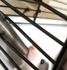 Ниппельная поилка для грызунов - вариант 3