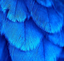 Обои флизелиновые: перья - модель 3