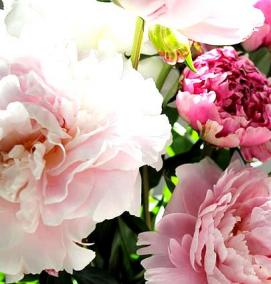 Обои флизелиновые: пионы - модель 1