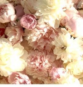 Обои флизелиновые: пионы - модель 4