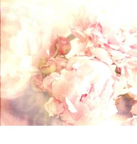 Обои флизелиновые: пионы - модель 3