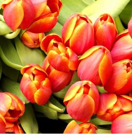 Обои виниловые персиковые - модель 1