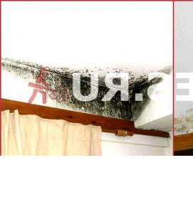 Обработка от плесени и грибка - вариант 4