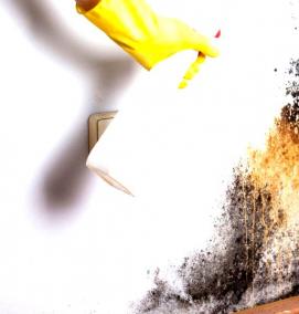 Обработка стен от грибка и плесени - тип 4