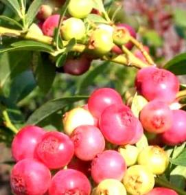 Однолетние саженцы голубики - вариант 2