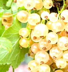 Однолетние саженцы смородины - тип 1