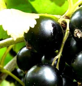 Однолетние саженцы смородины - тип 4