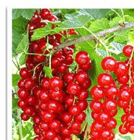 Однолетние саженцы смородины - тип 3