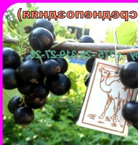 Однолетние саженцы смородины - тип 2