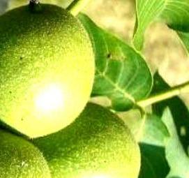 Орех кочерженко саженцы - модель 1