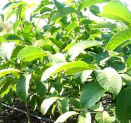 Орех кочерженко саженцы - модель 4