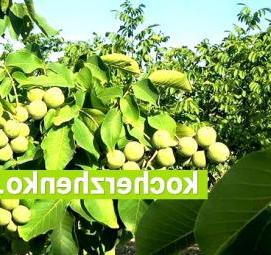 Орех кочерженко саженцы - модель 2