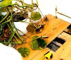 Осб половая - модель 1