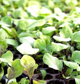 Овощная рассада - тип 4