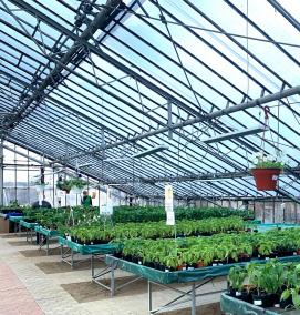 Овощная рассада - тип 3