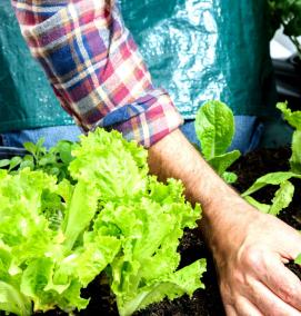 Овощная рассада - тип 2