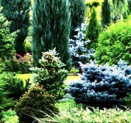 Озеленение декоративными растениями - модель 1