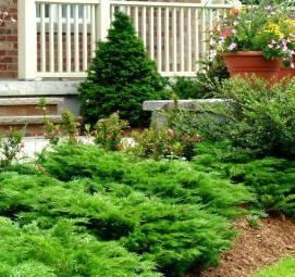 Озеленение декоративными растениями - модель 2