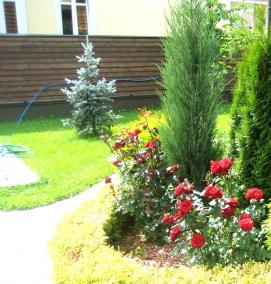 Озеленение хвойниками - вариант 4