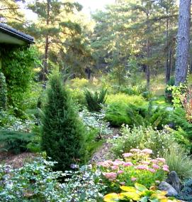 Озеленение хвойниками - вариант 3