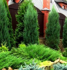 Озеленение хвойниками - вариант 2