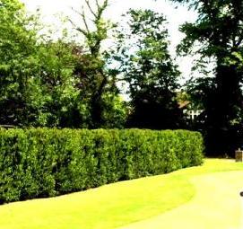 Озеленение изгородей - тип 3