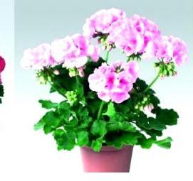 Озеленение комнатными растениями - тип 1