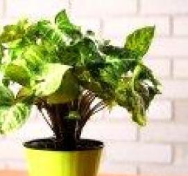 Озеленение комнатными растениями - тип 4