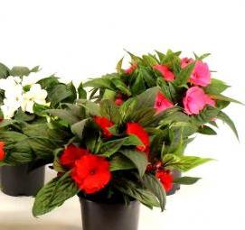 Озеленение комнатными растениями - тип 3