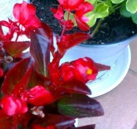 Озеленение комнатными растениями - тип 2