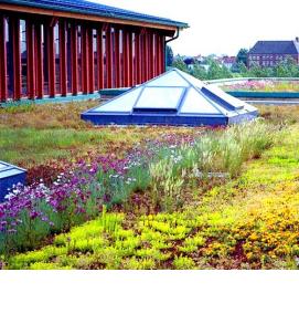 Озеленение крыш - вариант 1