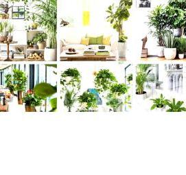 Озеленение квартиры - тип 4