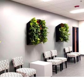 Озеленение квартиры - тип 3