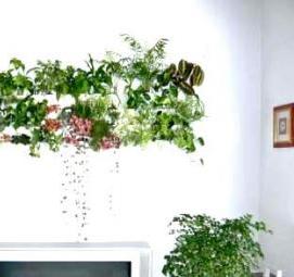 Озеленение квартиры - тип 2