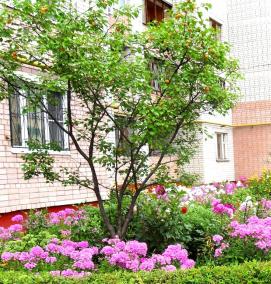 Озеленение многоквартирного дома - тип 4