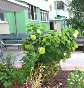 Озеленение многоквартирного дома - тип 3