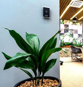 Озеленение офиса - тип 3